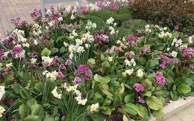 A bush of pink flowers