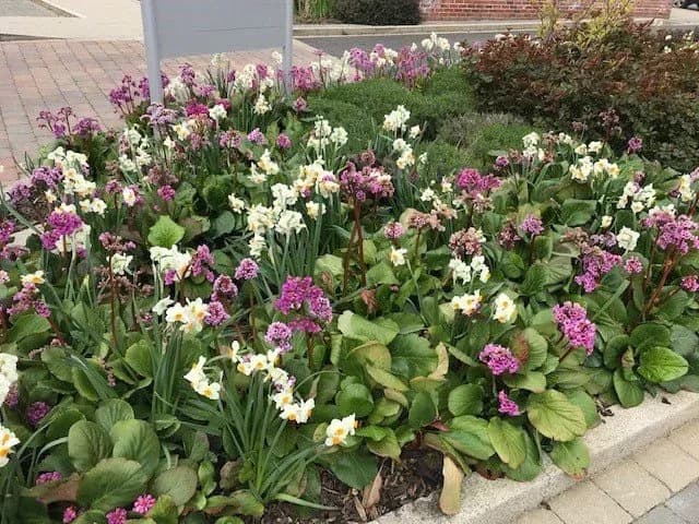 A bush of pink flowers