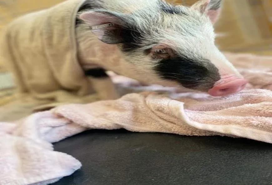 Piglet called Frazzel