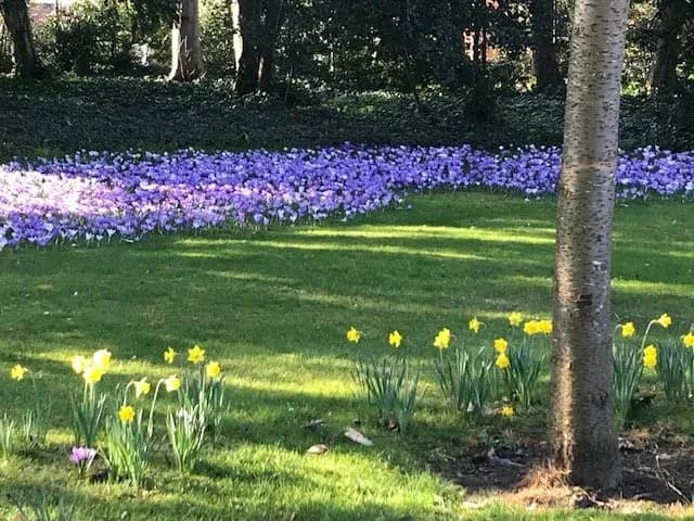 A garden full of spring flowers