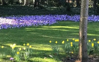 A garden full of spring flowers